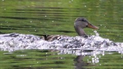 Anas platyrhynchos × fulvigula