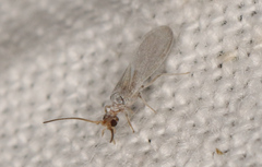 Neosemidalis