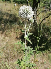 Echinops sphaerocephalus albidus