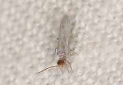 Neosemidalis