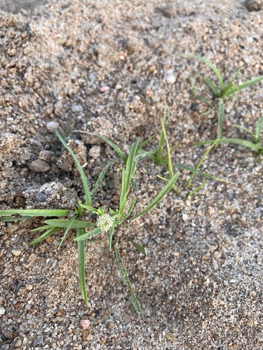 Lepidium englerianum iNat (3)