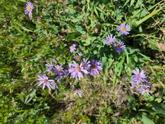 Symphyotrichum