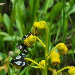 Senecio bigelovii