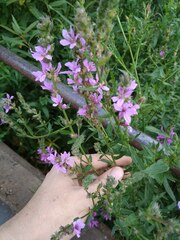 Lythrum salicaria