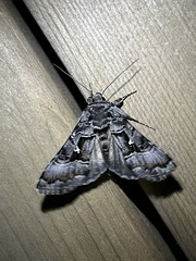 Autographa v-alba