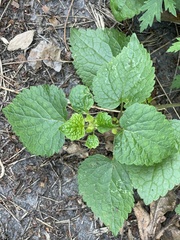 Lamium maculatum
