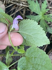 Lamium maculatum