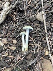 Leratiomyces riparius