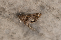 Petrophila confusalis