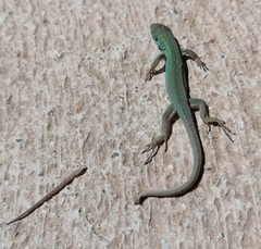 Lacerta viridis