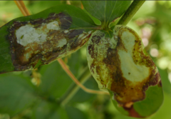 Phytomyza aquilegiae