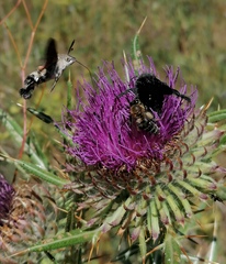 Macroglossum stellatarum