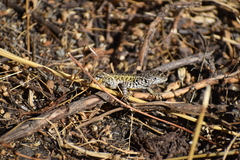 Stenocercus ornatissimus