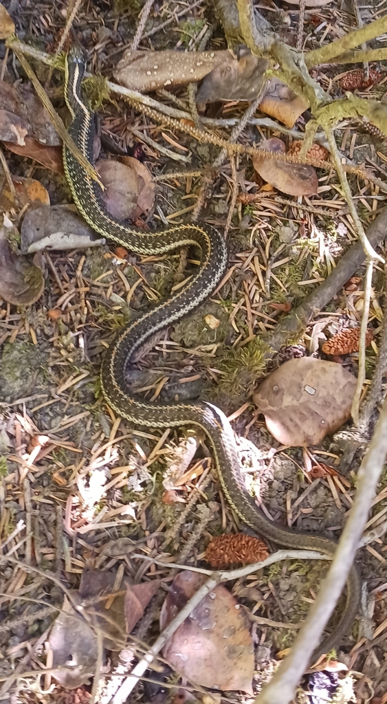 Northwestern Garter Snake from Coupeville, Washington 98239, États-Unis ...