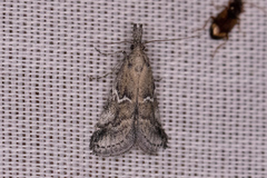 Alpheias transferens