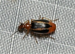 Lebia solea