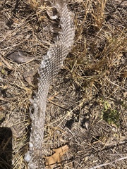 Masticophis flagellum
