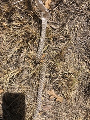 Masticophis flagellum