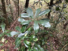 Planchonella pohlmaniana