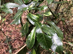 Planchonella pohlmaniana