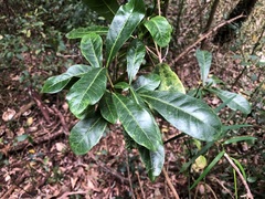 Planchonella pohlmaniana