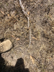 Masticophis flagellum