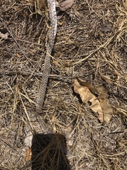 Masticophis flagellum