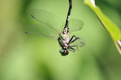 Ophiogomphus anomalus
