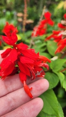Salvia splendens