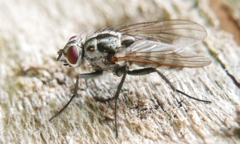 Eustalomyia