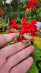 Salvia splendens