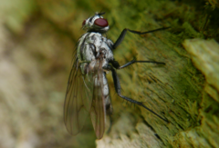 Eustalomyia