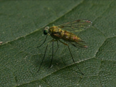 Chrysopilus asiliformis