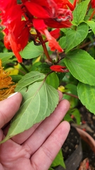 Salvia splendens