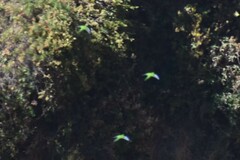 Psilopsiagon aurifrons