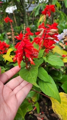 Salvia splendens