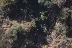 Psilopsiagon aurifrons