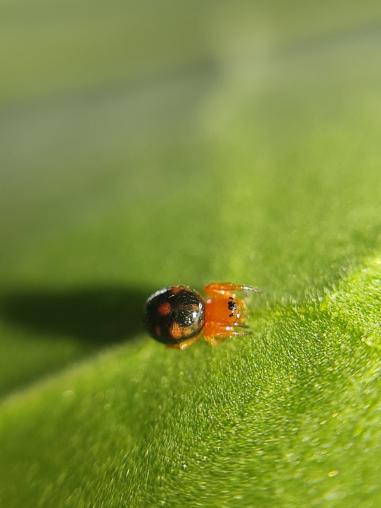 hypsosinga-from-huautla-de-jimenez-68500-huautla-de-jim-nez-oax