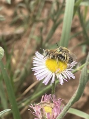 Calliopsima