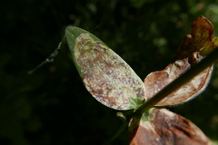 Phytomyza aquilegiae