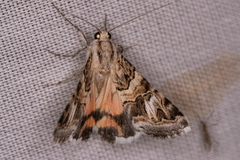 Drasteria mirifica