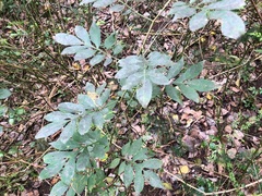 Solanum seaforthianum