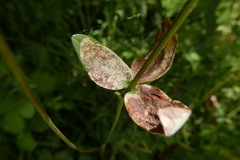 Phytomyza aquilegiae
