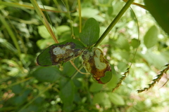Phytomyza aquilegiae