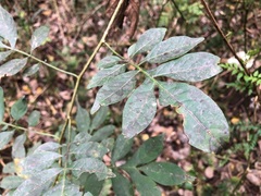 Solanum seaforthianum