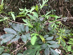 Solanum seaforthianum