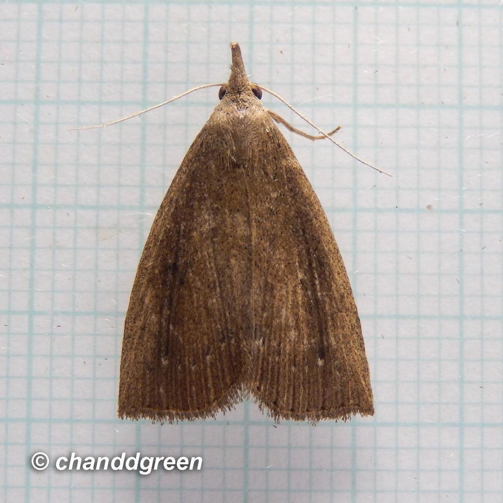 Stenhypena
