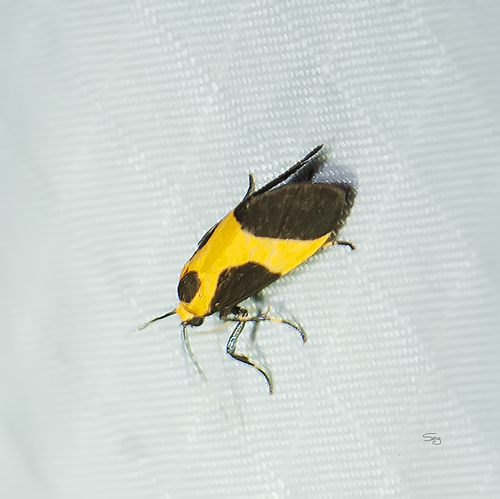 Kentucky Lichen Moth photo 2