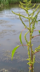 Amaranthus australis