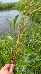 Amaranthus australis